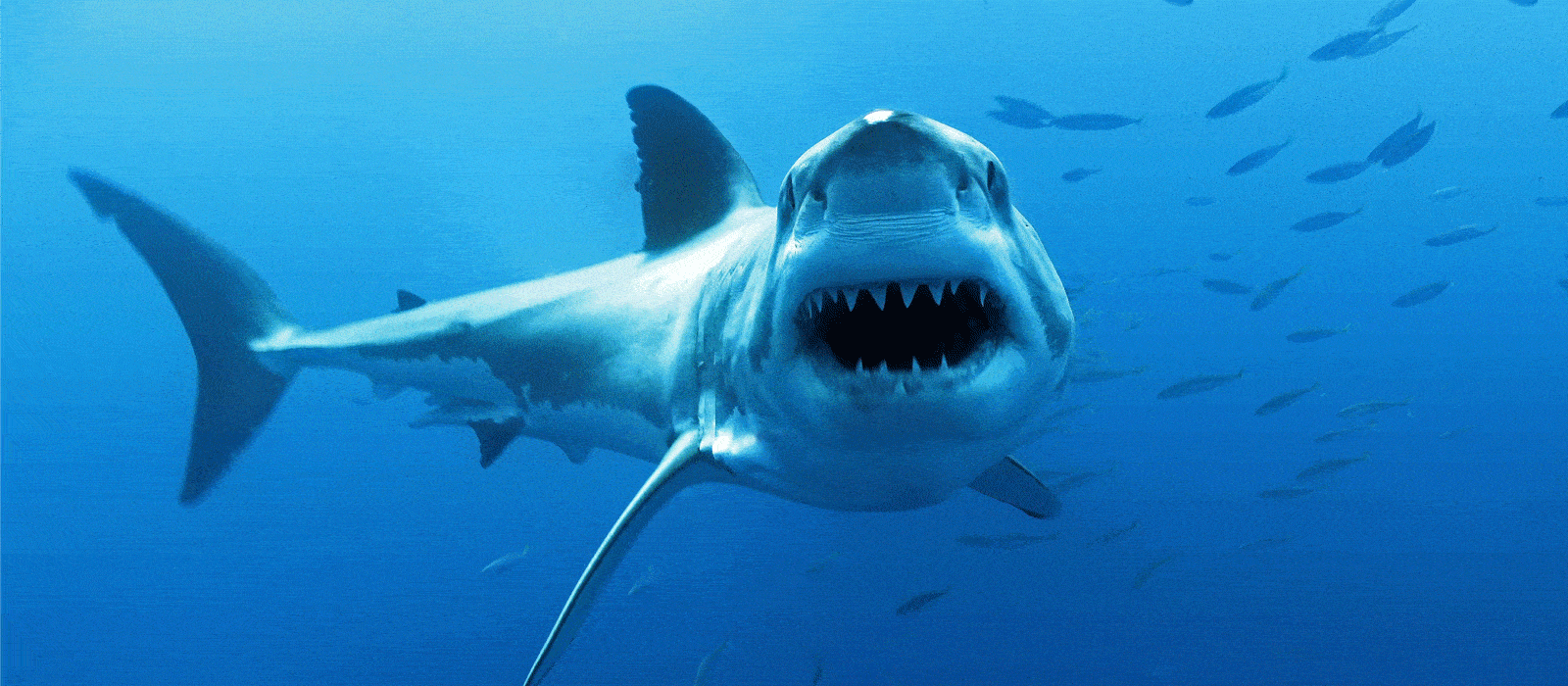 great动图,gat,gat图片_大山谷图库