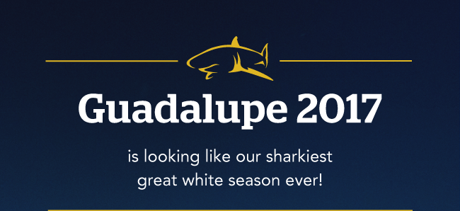 Guadalupe 2017 is looking like our sharkiest great white season ever!