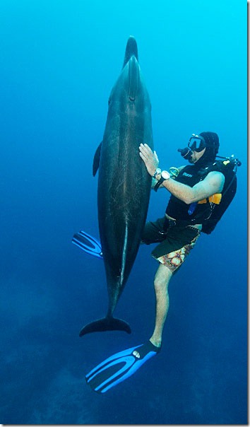 socorro_dolphin