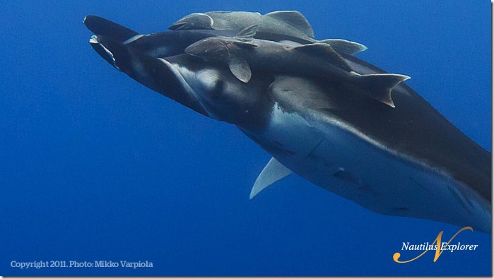 Nautilus_Explorer_GiantManta_MikkoVarpiola3