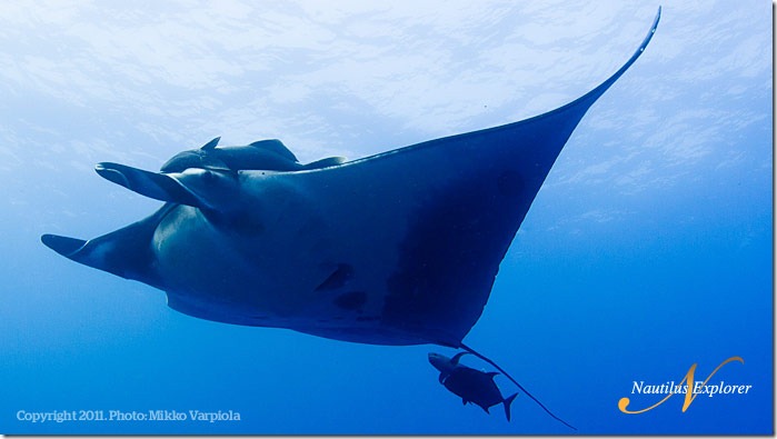 Nautilus_Explorer_GiantManta_MikkoVarpiola