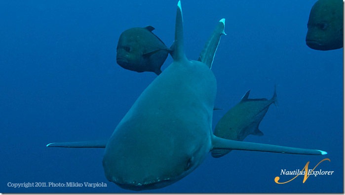 Nautilus_Explorer_ReefShark_MikkoVarpiola