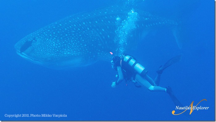 Nautilus_Explorer_WhaleShark_MikkoVarpiola