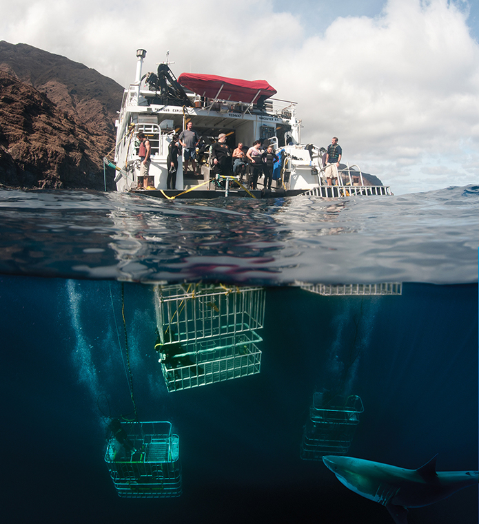 Cage diving at Guadalupe Island
