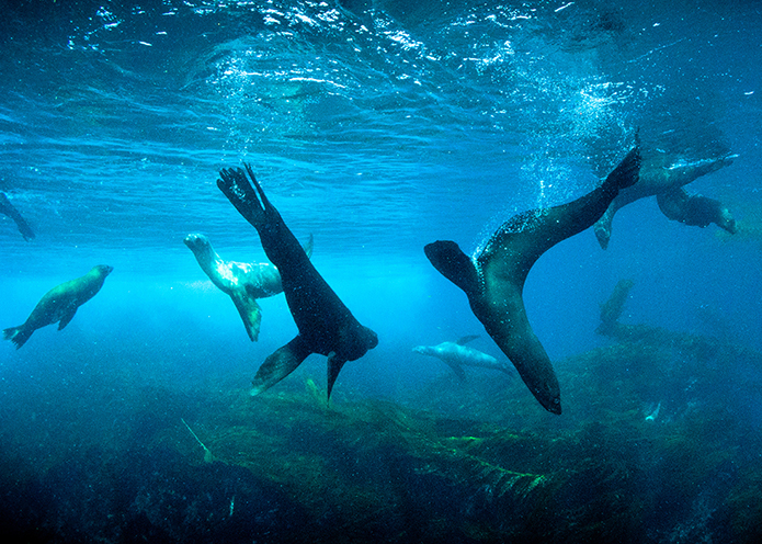 Playful Sea Lions, photo by Simon Ager