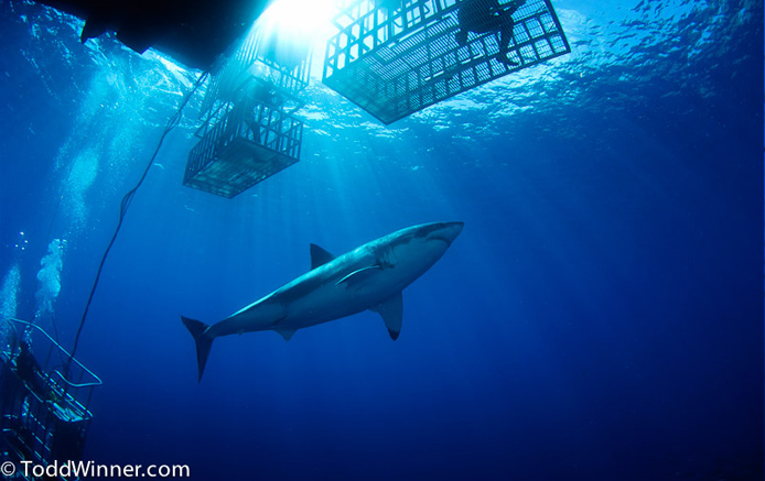 Guadalupe Great White Shark by Todd WInner
