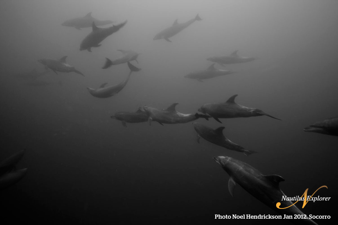 Dolphins