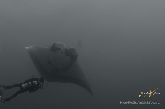 Manta Diving