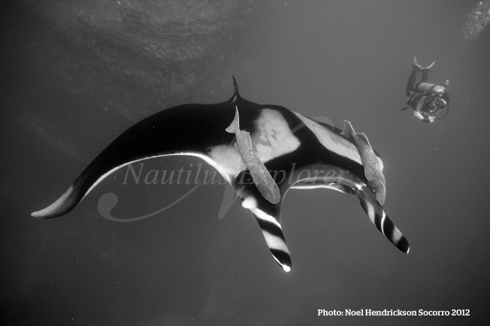 noelHendrickson_socorro_2012_b Giant Manta Diving Socorro