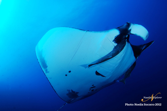 giant manta diving socorro mexico
