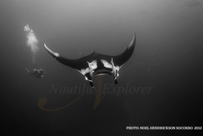 Giant manta socorro