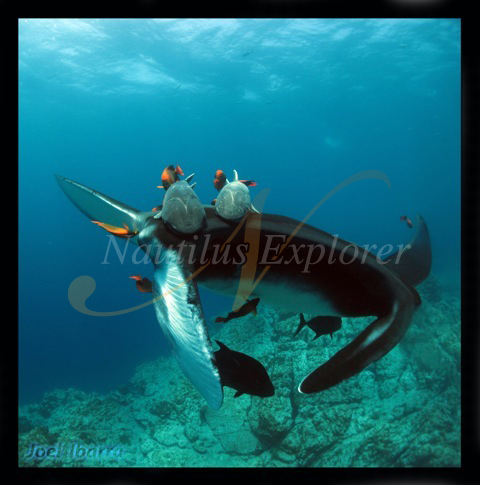 Giant Black Manta Socorro Mexico Scuba Dive