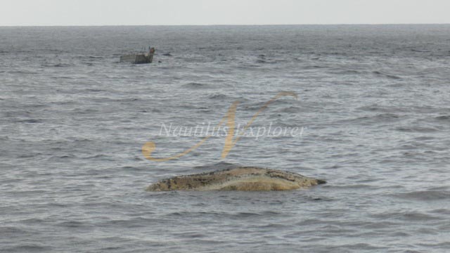 Humpback Whale Carcass at Socorro