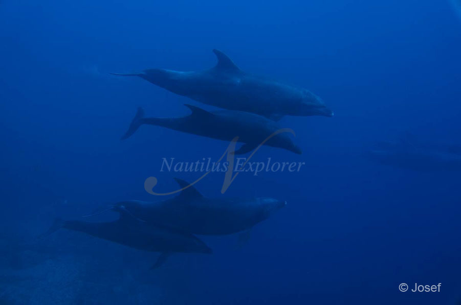 Dolphins at Socorro