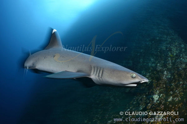 Socorro cruise Nautilus Eplorer
