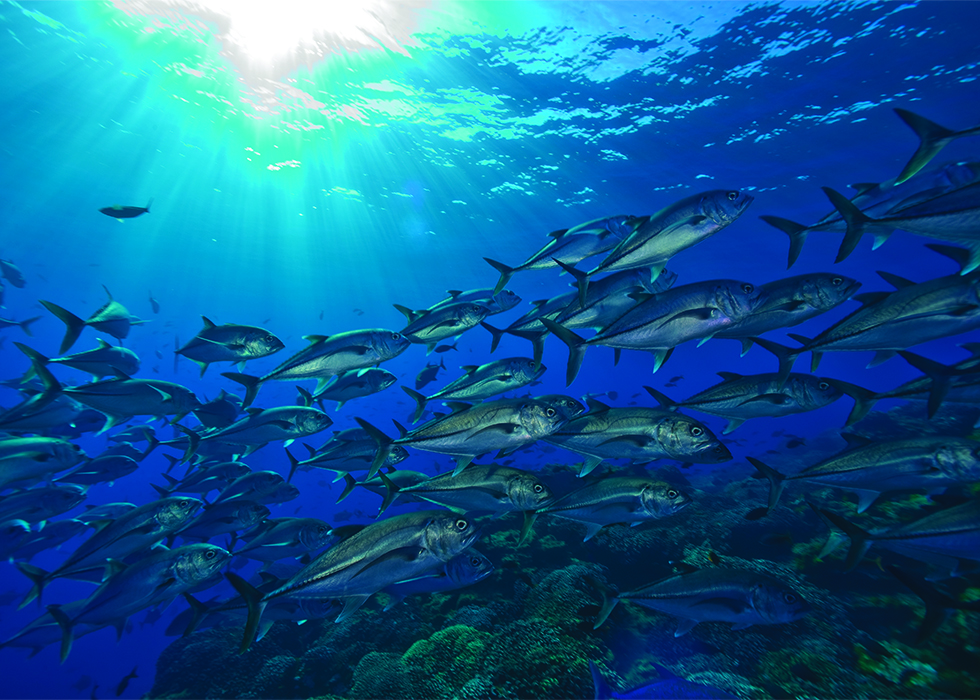 Tuna at Clipperton Atoll