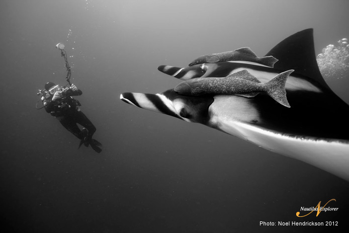 Mantas and diver in Socorro by Noel Hendrickson