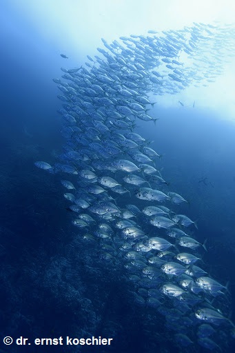roca partida 4