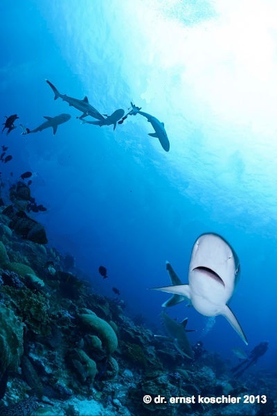 shark