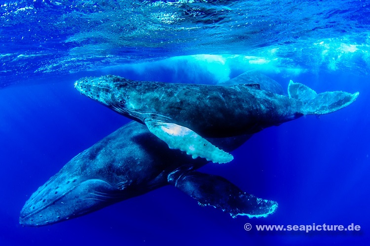 humpbacks
