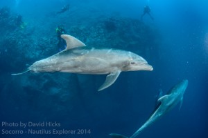 blog-Cabo Pierce (32)-2014-DaveHicks-10