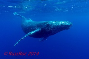 whale