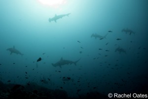 2014-Mar17_Hammerhead_ROates