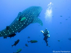 2014_Mar05_WhaleShark