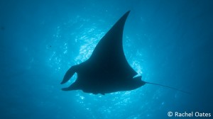 2014_Mar16_Manta Cabo Pierce