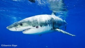 2014_Mar21_sharks 2w