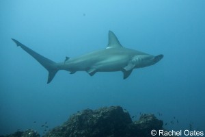 2014_Mar28_Hammerhead_ROates