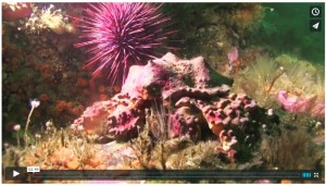 Mar3-2014-video