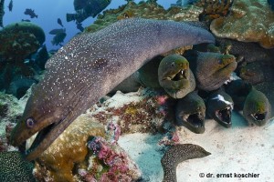 2014_Apr12_moray eels 3