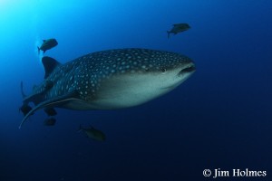 Jims photos3 71