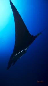 Manta Roca Partida 1