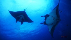 Manta Socorro 39 copie