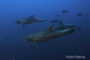 Robert Wilpernig_RW-002
