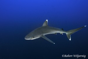 Robert Wilpernig_RW-006