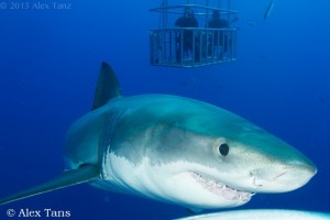 alex tanz blueeyedshark