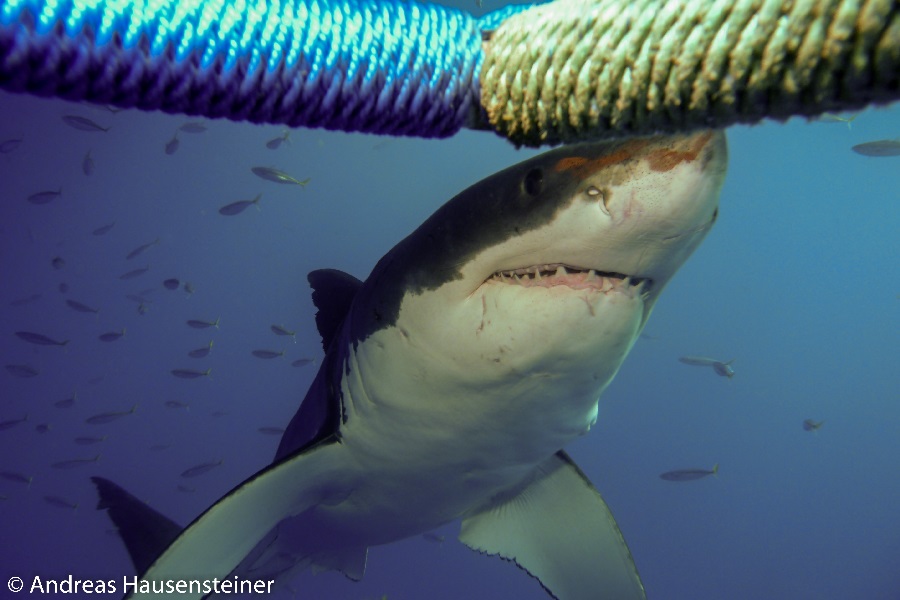 This tiny great white shark looked like a crazy guy swimming really