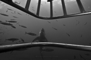 behind bars
