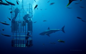 shark and cage