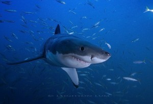 white shark upclose resize