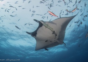 2014_Socorro_UnderseaX0001[1]