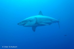 guadalupe sharks