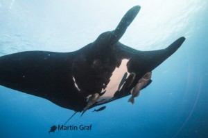 Socorro Giant Mantas