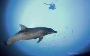 Dophin