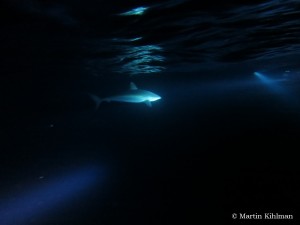IMG_5001