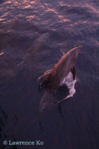 IMG_2621NautilusExplorer