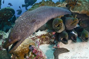 moray eel